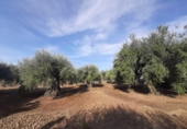 Terreno no urbanizable en venta en la España, Torre de Santa María, ref: TR370542 foto