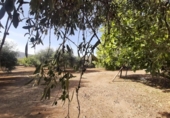 Terreno no urbanizable en venta en la España, Torre de Santa María, ref: TR370542 foto