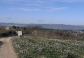 Non-developable land for sale on España, Castelló de Rugat, ref: TR346300 photo