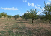 Terreno no urbanizable en venta en la España, Almansa, ref: TR116335 foto
