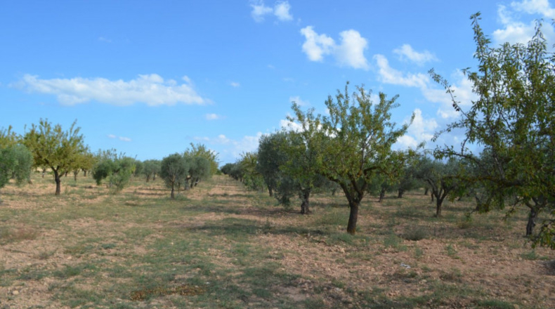 Albacete - Almansa - 16700m2