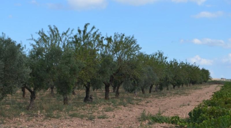 Albacete - Almansa - 16700m2
