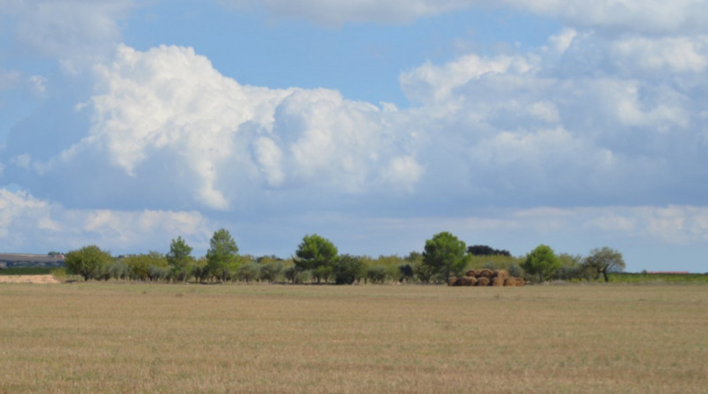 Albacete - Almansa - 16700m2