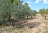 Terreno no urbanizable en venta en la España, Almansa, ref: TR116335 foto