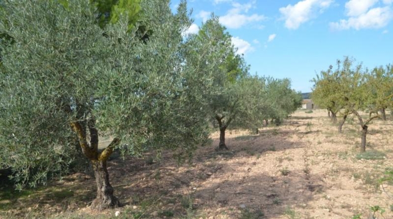 Albacete - Almansa - 16700m2