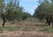 Terreno no urbanizable en venta en la España, Almansa, ref: TR116335 foto