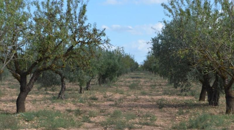 Albacete - Almansa - 16700m2