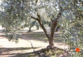 Terreno no urbanizable en venta en la España, Santa Bàrbara, ref: TR125058 foto