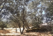 Non-developable land for sale on España, Torreorgaz, ref: TR409430 photo