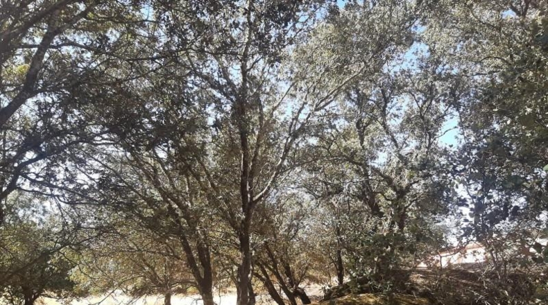 Caceres - Torreorgaz - 3000m2