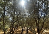 Non-developable land for sale on España, Torreorgaz, ref: TR409430 photo