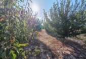 Terreno no urbanizable en venta en la España, Almenara, ref: TR339979 foto