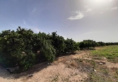 Terreno no urbanizable en venta en la España, Alzira, ref: TR121814 foto