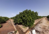 Terreno no urbanizable en venta en la España, Alzira, ref: TR121814 foto