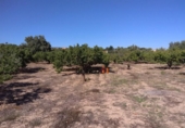 Terreno no urbanizable en venta en la España, Ontinyent, ref: TR123017 foto