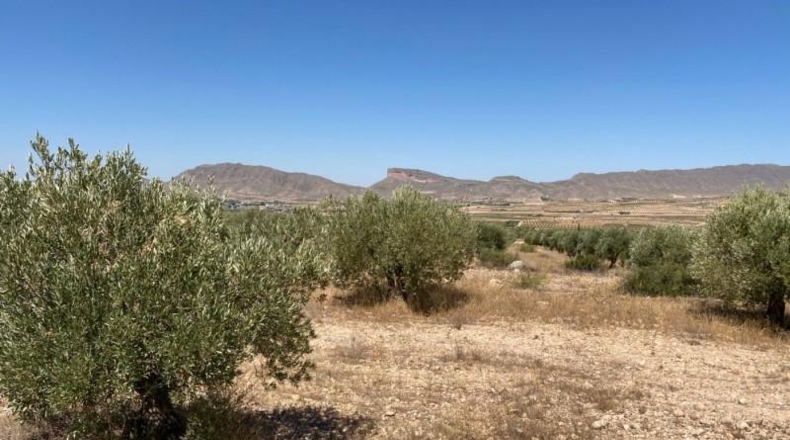 Múrcia - Jumilla - 16500m2
