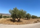 Terreno no urbanizable en venta en la España, Jumilla, ref: TR118460 foto
