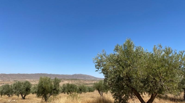 Múrcia - Jumilla - 16500m2