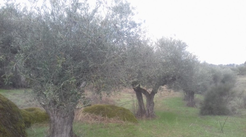 Cáceres - Arroyo de la Luz - 3500m2