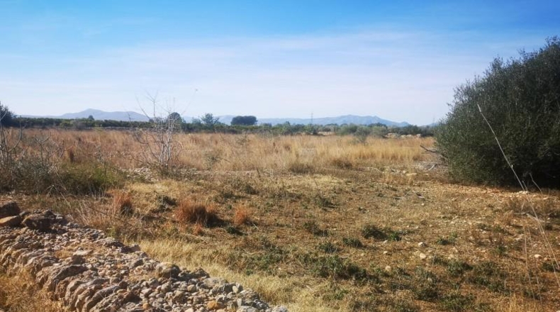 Castellón - Traiguera - 38708m2