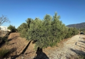 Terreno no urbanizable en venta en la España, Librilla, ref: TR157479 foto