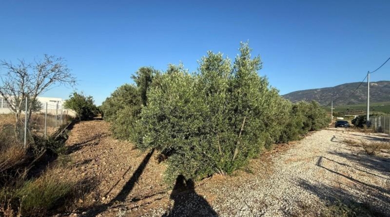 Murcia - Librilla - 2072m2
