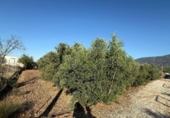 Terreno no urbanizable en venta en la España, Librilla, ref: TR157479 foto