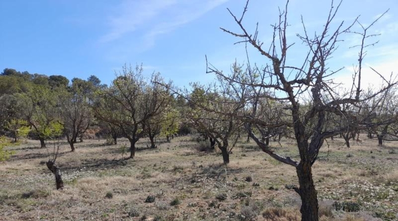 Tarragona - Batea - 14380m2