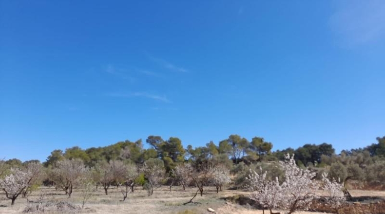 Tarragona - Batea - 14380m2