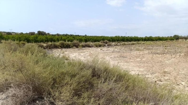 Alicante - Elche - 5195m2