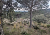 Terreno no urbanizable en venta en la España, Garriguella, ref: TR231841 foto
