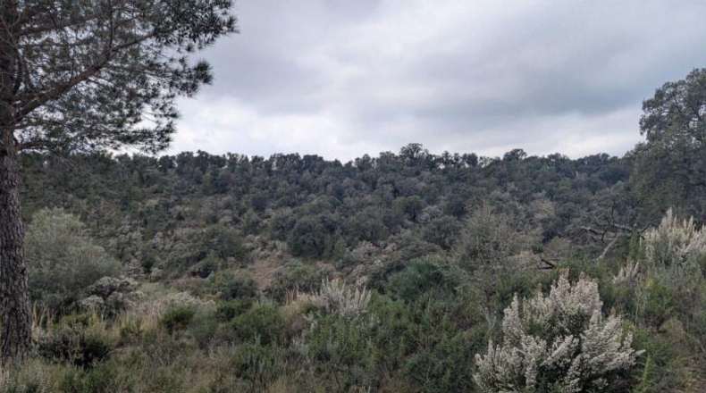 Gerona - Garriguella - 32000m2