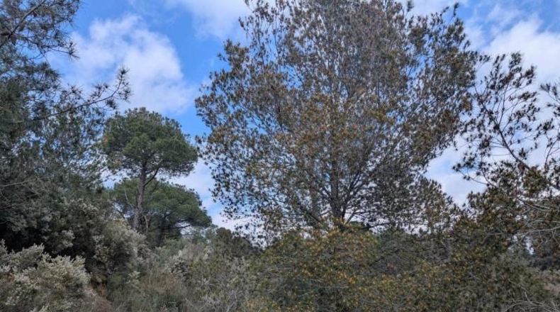 Gerona - Garriguella - 32000m2
