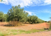 Terreno no urbanizable en venta en la España, Peñíscola, ref: TR412307 foto