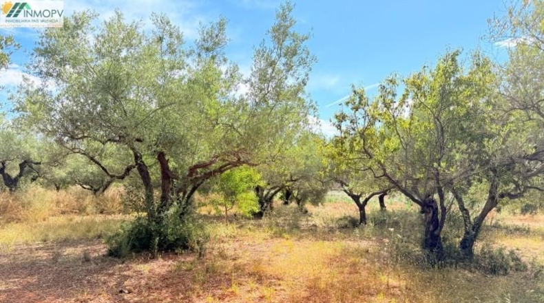 Castellón - Peñíscola - 3900m2