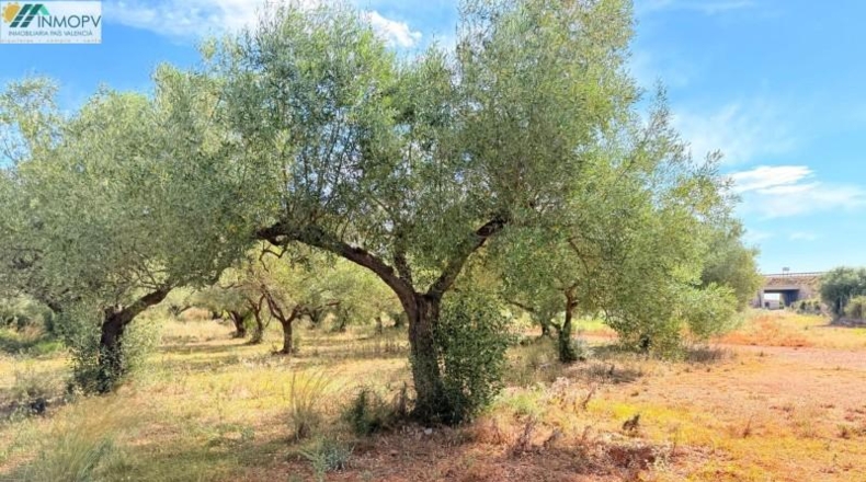 Castellón - Peñíscola - 3900m2
