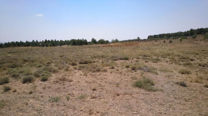 Albacete - Almansa - 11000m2
