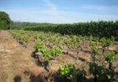 Non-developable land for sale on España, Carracedelo, ref: TR306644 photo