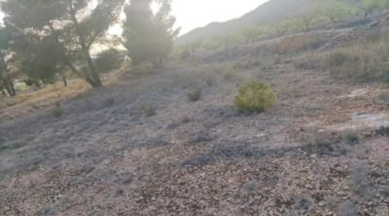 Alicante - Pinoso - 14000m2