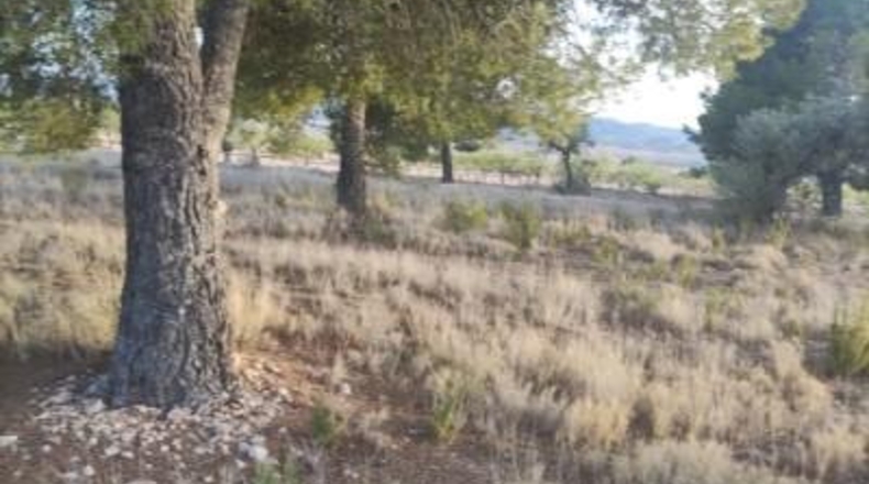 Alicante - Pinoso - 14000m2
