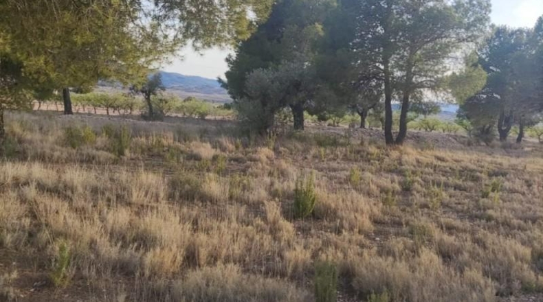 Alicante - Pinoso - 14000m2