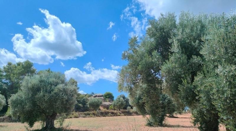 Teruel - Belmonte de San José - 48371m2