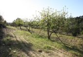 Terreno no urbanizable en venta en la España, la Fatarella, ref: TR119119 foto