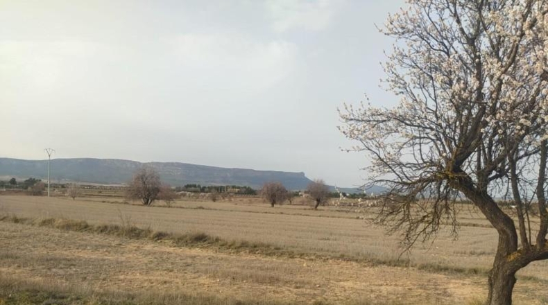 Albacete - Almansa - 40000m2