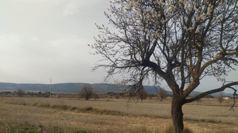 Albacete - Almansa - 40000m2