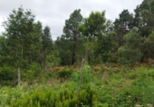 Terreno no urbanizable en venta en la España, Icod de los Vinos, ref: TR120975 foto