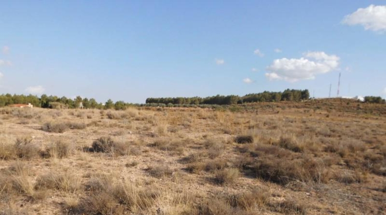 Albacete - Almansa - 11300m2