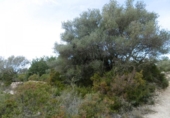 Casa de campo con terreno en venta en la España, Vall d'Alba, ref: TR316746 foto