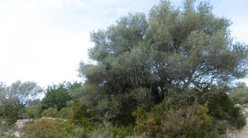 Castellon - Vall d'Alba - 2881m2