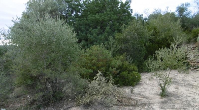 Castellon - Vall d'Alba - 2881m2